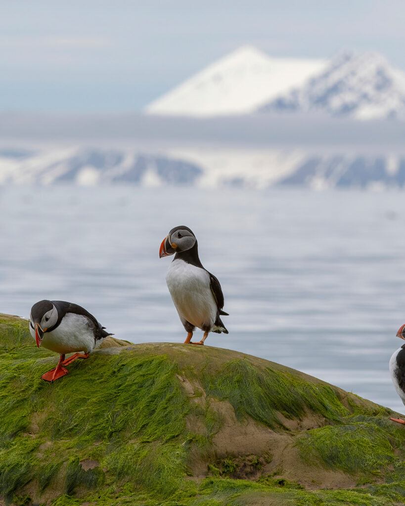 Été au Nord : le choix des esprits libres