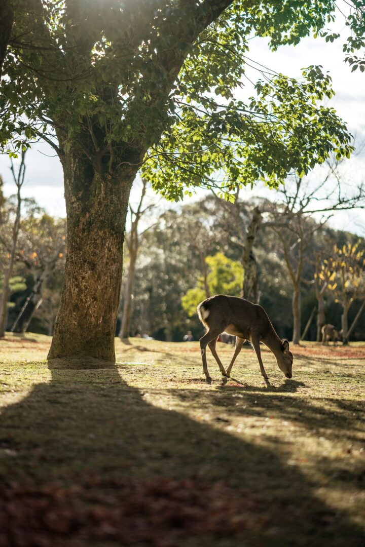 Kyoto - Nara - Gyokuzoin : Histoire et sérénité