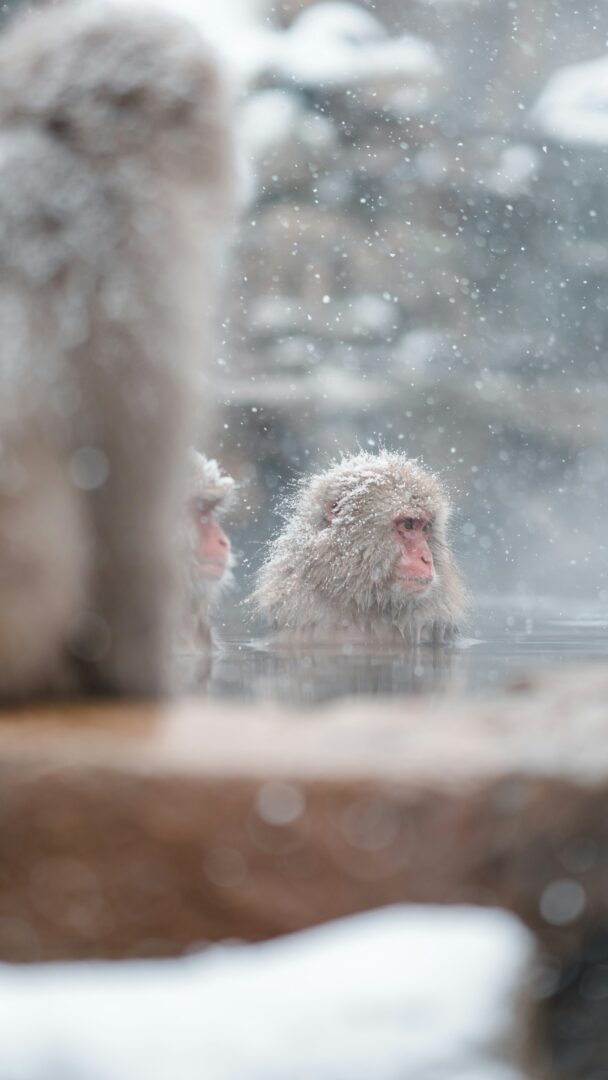 Kanazawa - Nagano - Jigokudani : Patrimoine et nature préservée