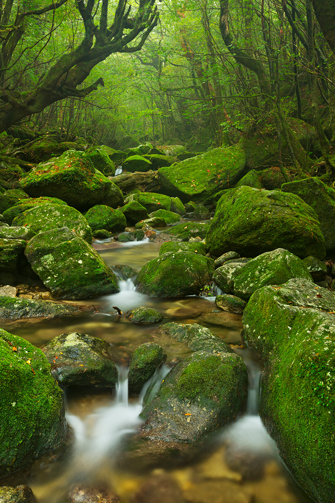 Yakushima : Sanctuaire naturel