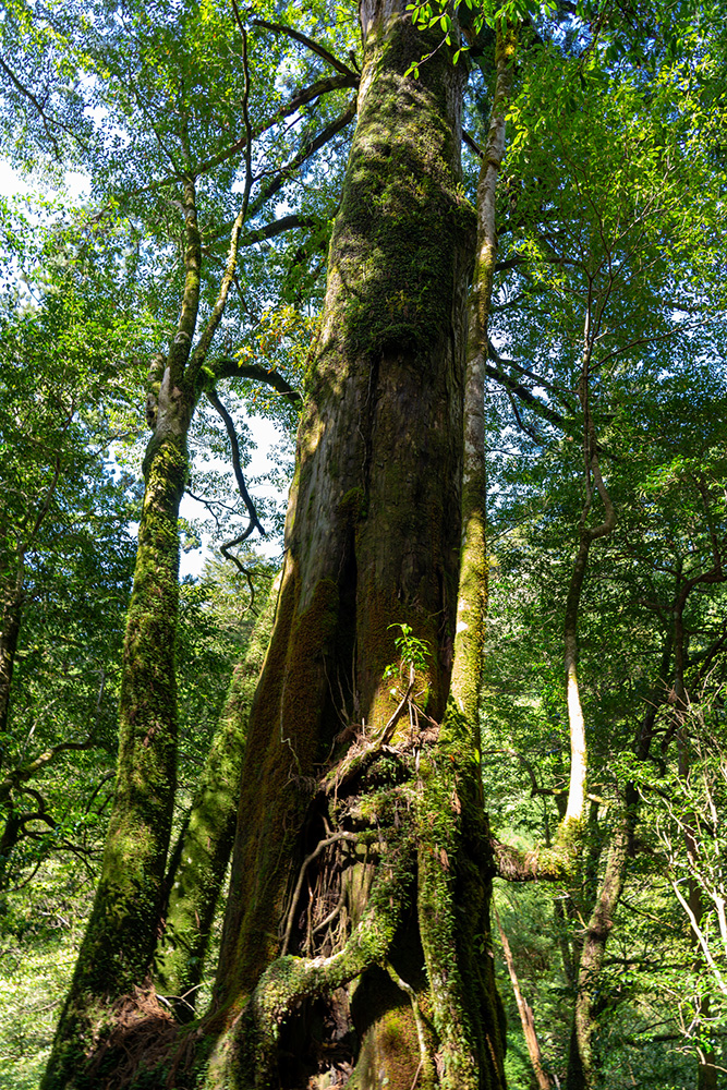 Yakushima : L'île aux cèdres millénaires