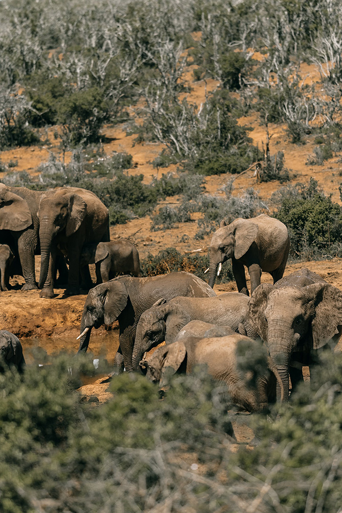 Rencontre avec des éléphants lors d'un safari en Afrique du Sud