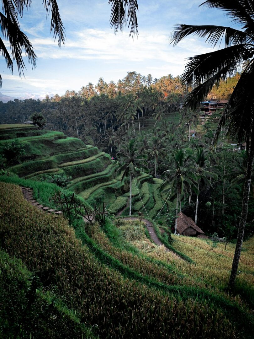 Premiers pas dans les rizières d’Ubud