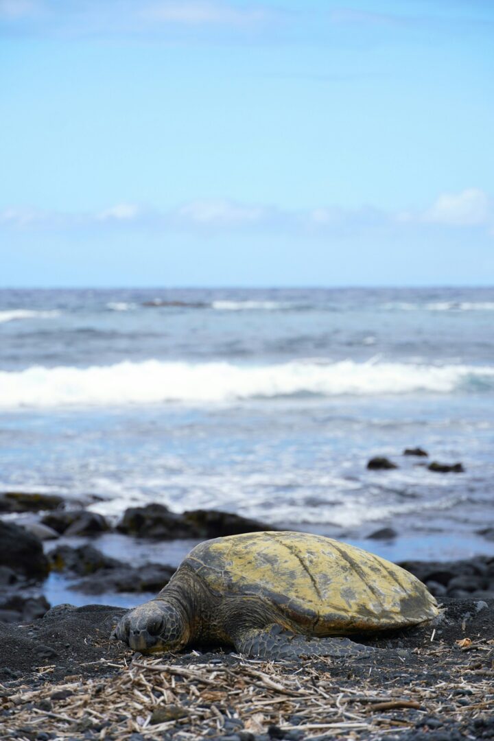 Les Galápagos : Écosystèmes secrets