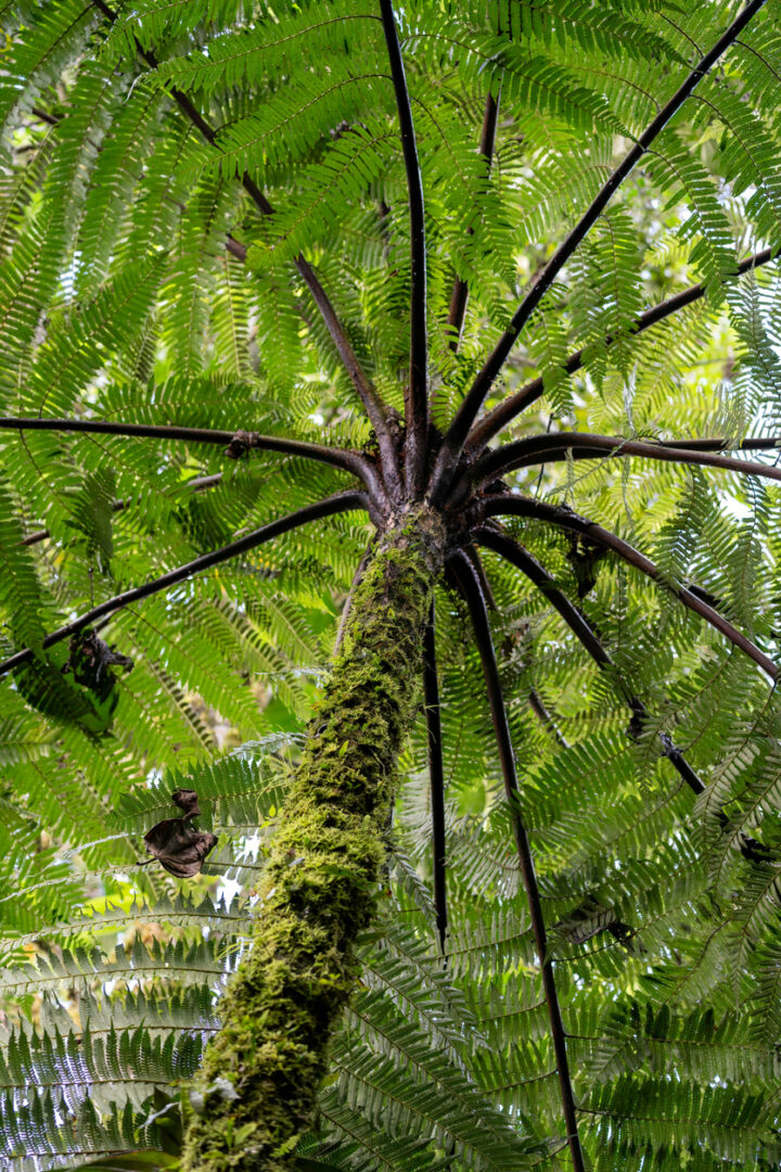 Quito - Mashpi : Forêt suspendue