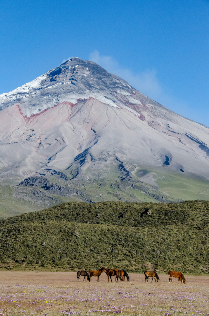 Papallacta - Cotopaxi : Terre sacrée
