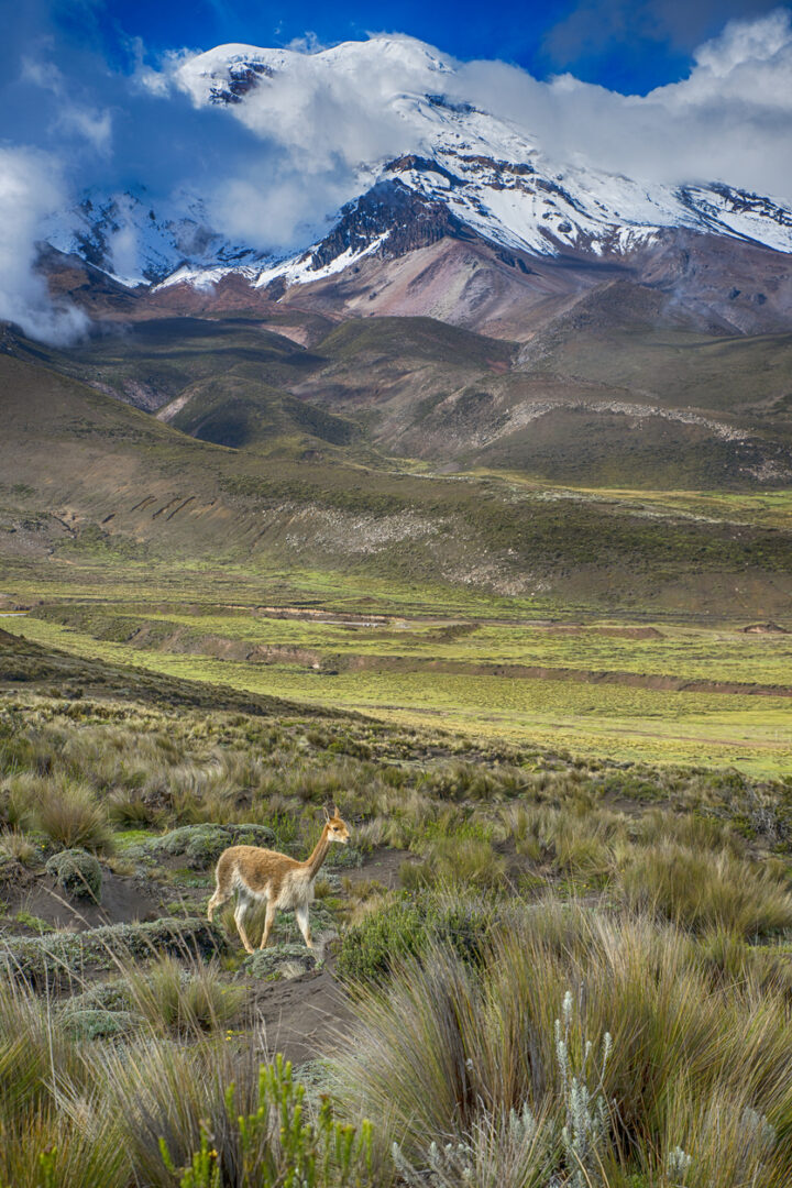 Cotopaxi - Riobamba : Aux pieds du volcan