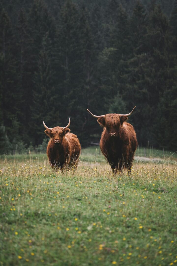Alladale Wilderness Reserve : Immersion sauvage et grands espaces