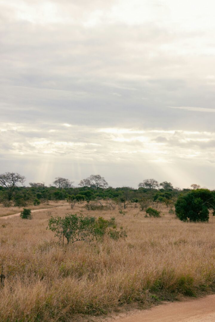 Hwange – Victoria Falls : cap sur les eaux mythiques