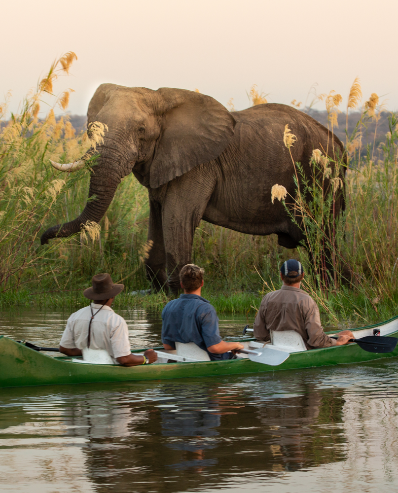 Immersion sauvage en canoë