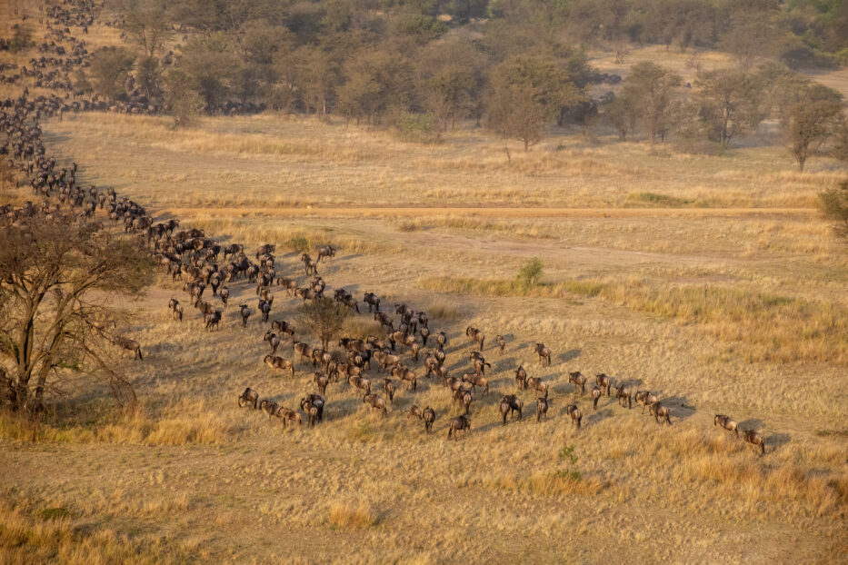 Le safari