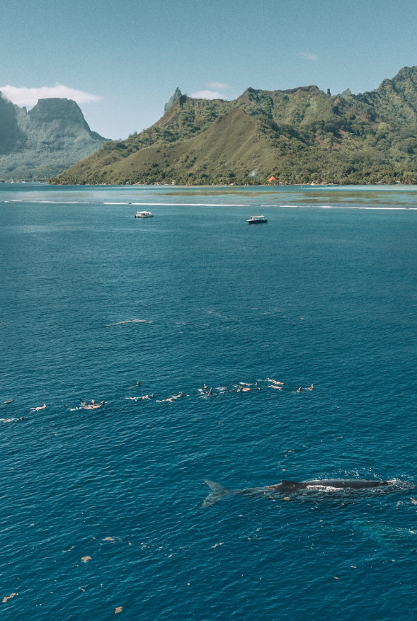 Moorea : Nager avec les géants du Pacifique 
