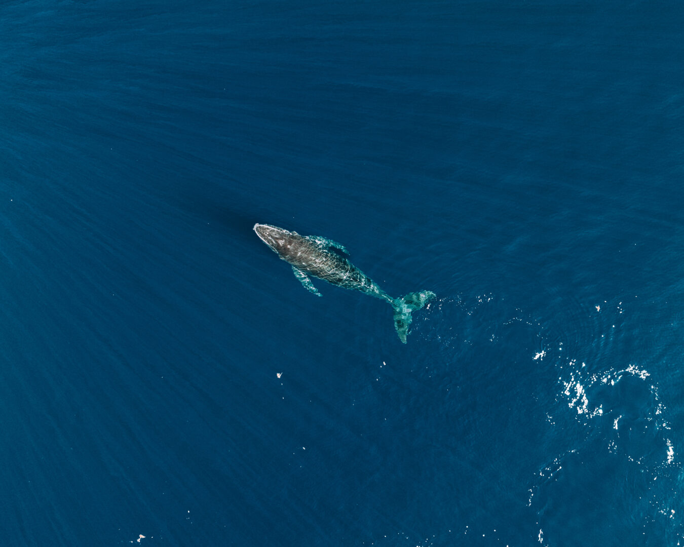 Nager avec les baleines