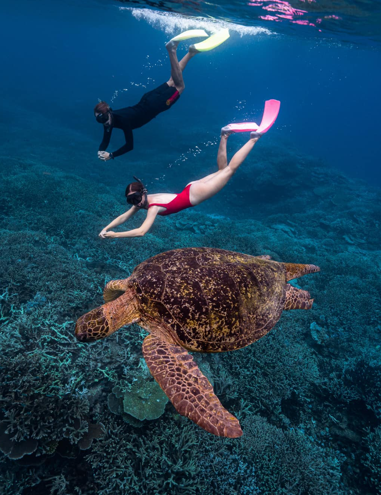 Lady Elliot Island : Plongée dans la Grande Barrière