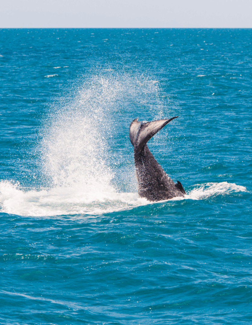 Hervey Bay : Rencontre avec les doux géants des mers