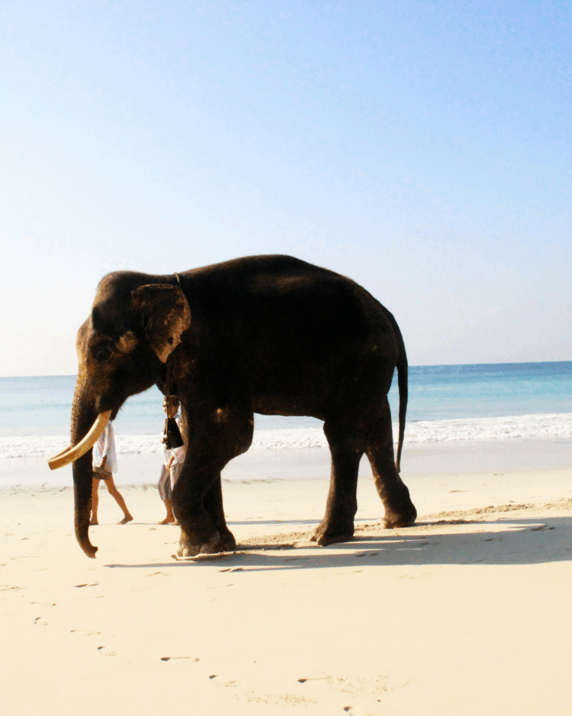 Où fêter le Nouvel An 2026 ?