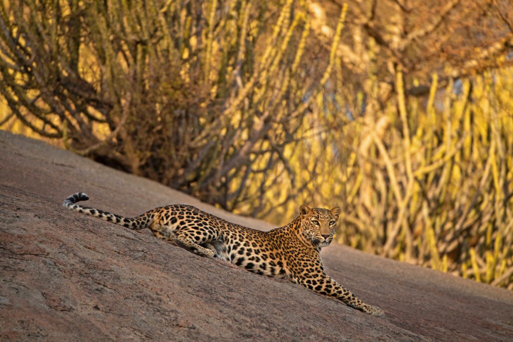 Inde : 4 raisons de (re)découvrir le pays