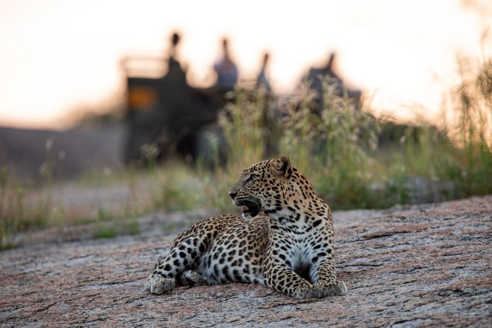 Observation léopard à Sujan Jawai au Rajasthan lors d'un voyage sur mesure avec Continents Insolites