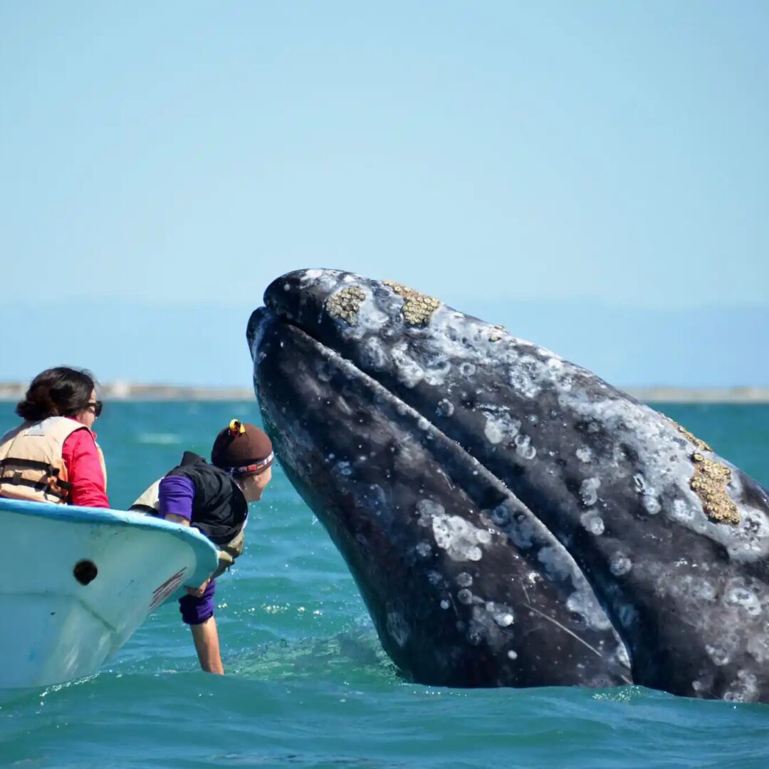 Rencontre avec les baleines grises à San Ignacio