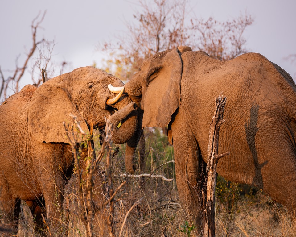 continentsinso-68fcf33994698-2021-GP-Wildlife-Zimbabwe-MpalaJenaCamp-011