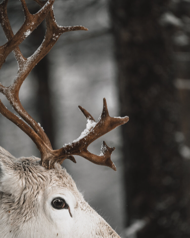 continentsinso-68fcf4ea3e9e6-sixti eight north3