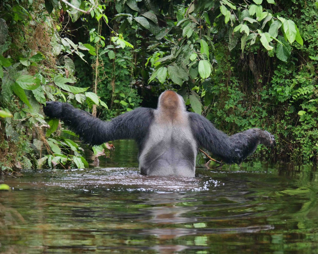 Gorille dans l'eau au Congo