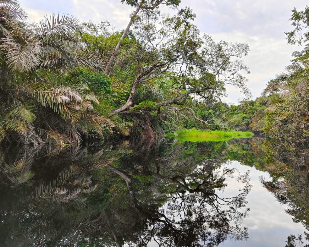 Croisière au Congo : explorer un des derniers mondes sauvages
