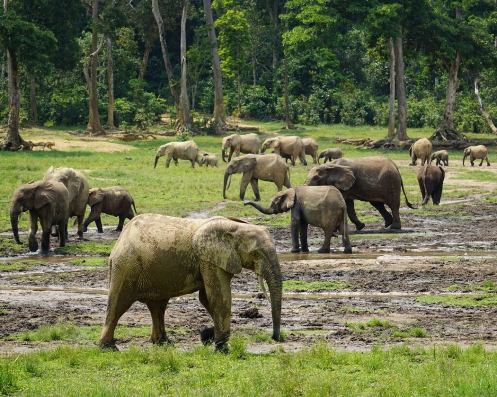 Croisière au Congo : explorer un des derniers mondes sauvages