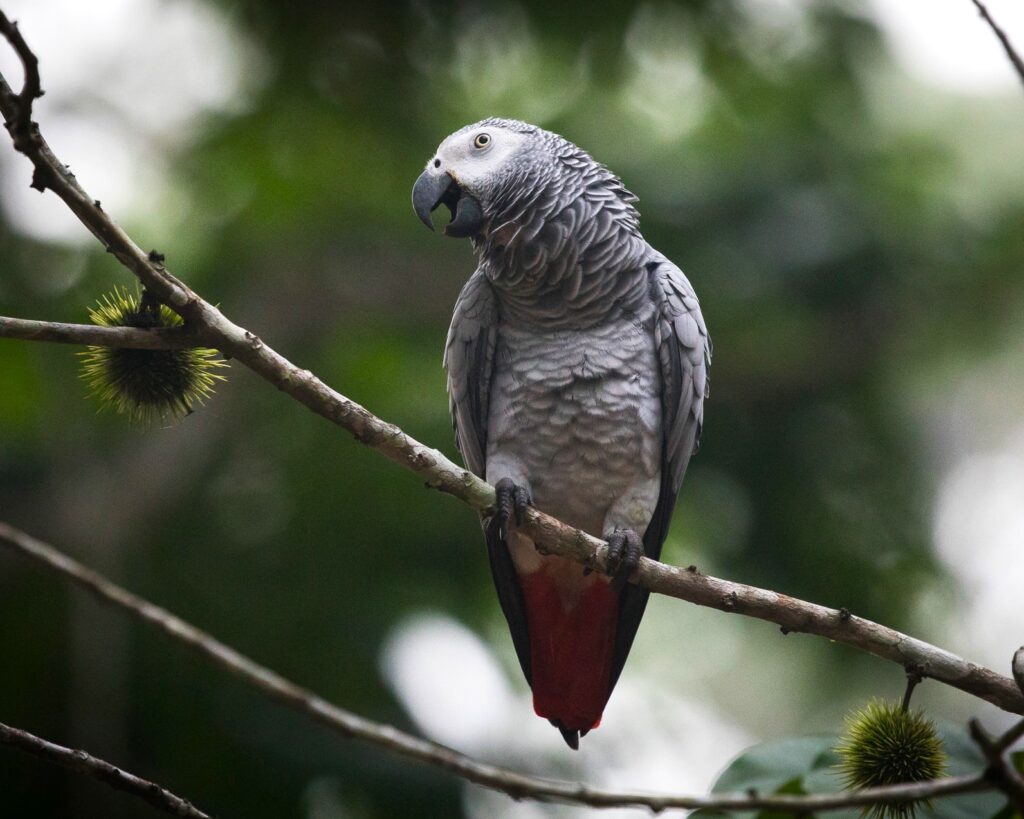 Croisière au Congo : explorer un des derniers mondes sauvages