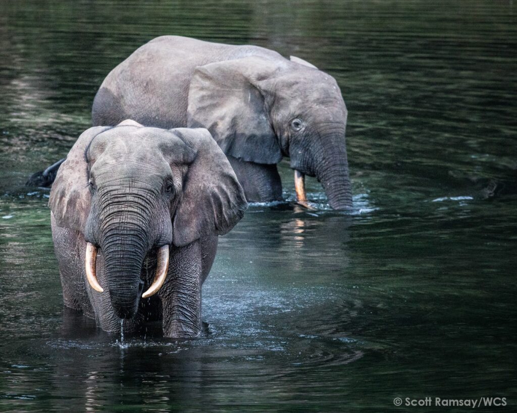 Croisière au Congo : explorer un des derniers mondes sauvages