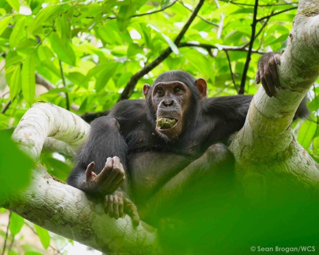 Croisière au Congo : explorer un des derniers mondes sauvages