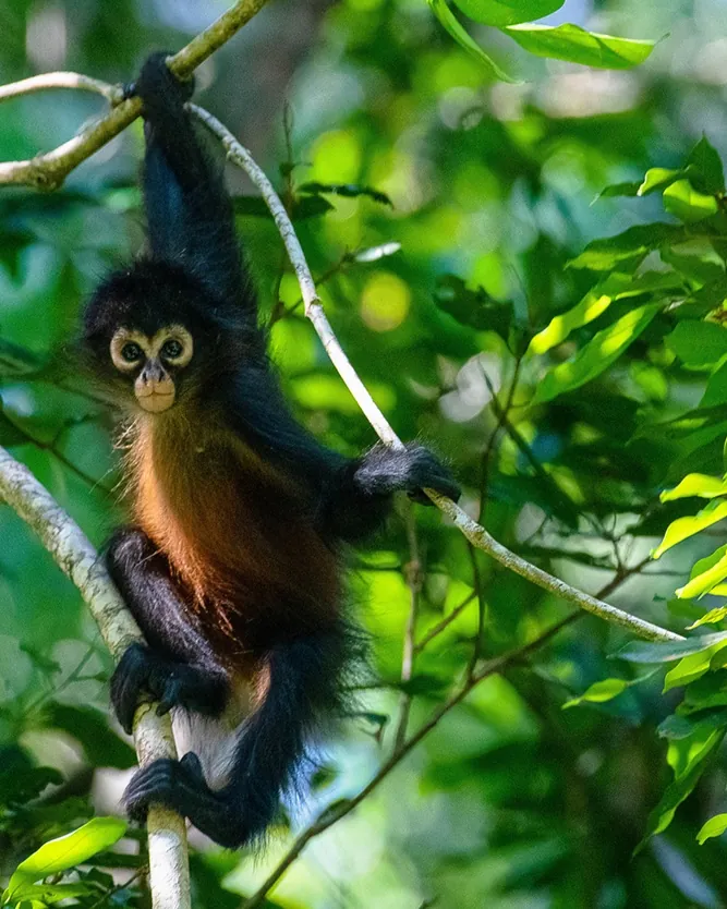 continentsinso-6918b5be385d4-jour5-parc-Corcovado-costa-rica-continents-insolites-istock