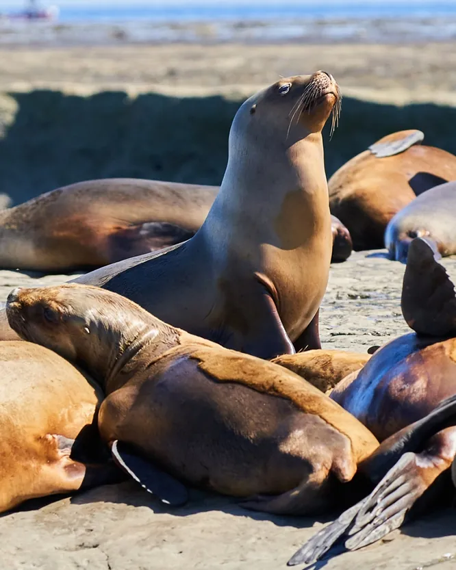 continentsinso-6918cb2834188-jour3-animaux-argentine-continents-insolites-istock