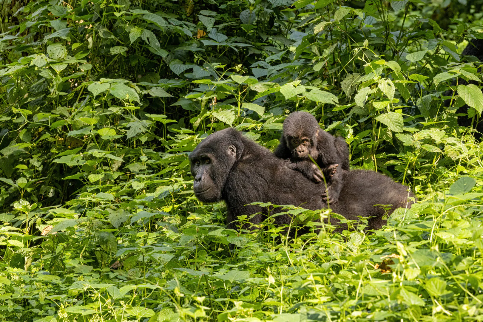 L'Ouganda, terre des lacs et des grands singes