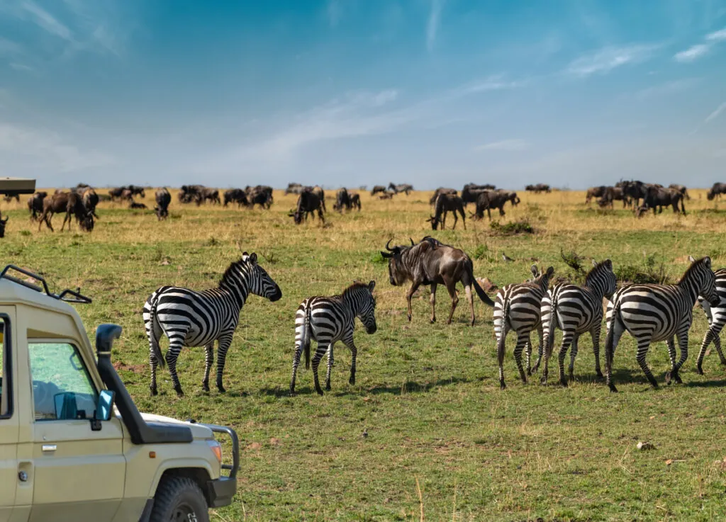 Le safari