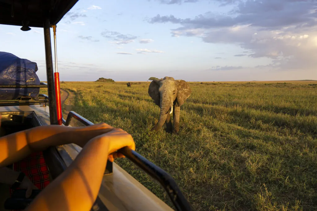 Le safari