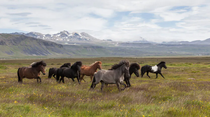 Islande