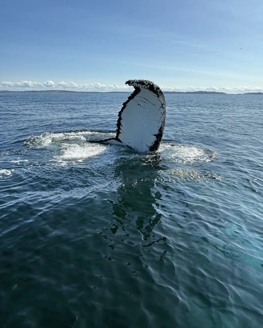 Activités à l'île de Fogo