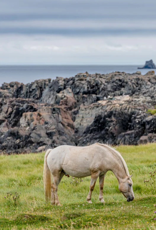 Seul au monde dans la Baie de Bonavista