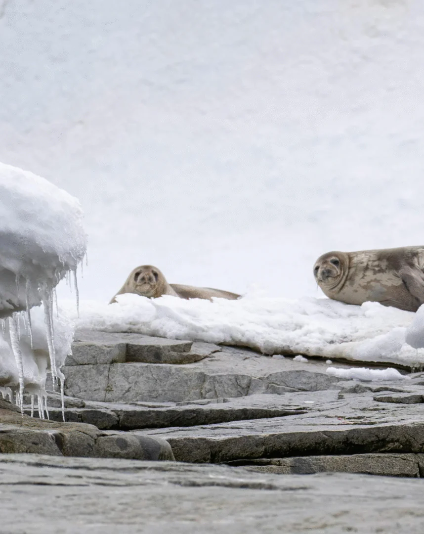 Glacier Tuna : La majesté de l’Arctique