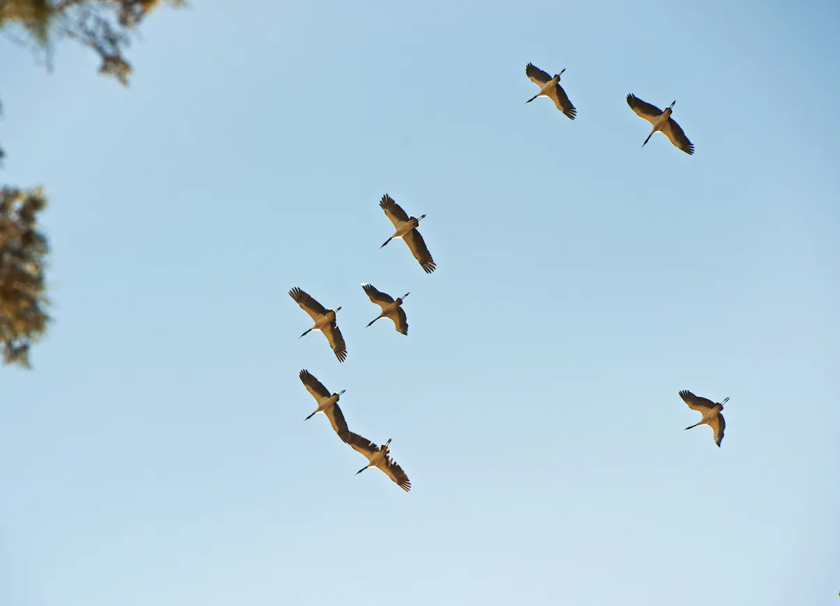 Observation des grues à cols noirs