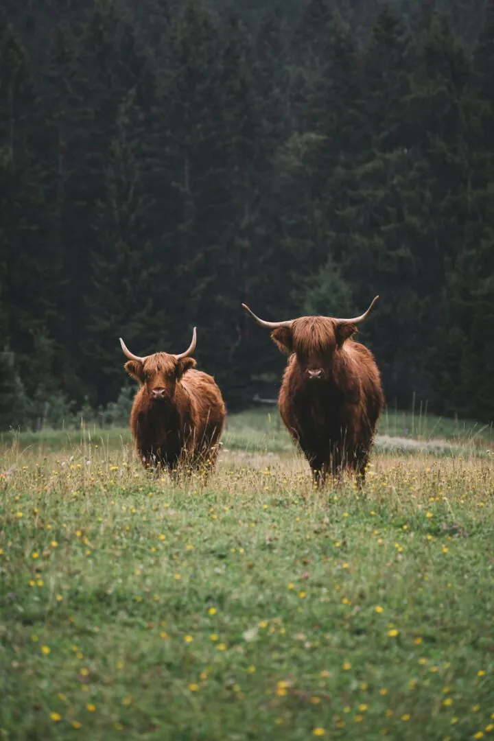 Alladale Wilderness Reserve : Immersion sauvage et grands espaces