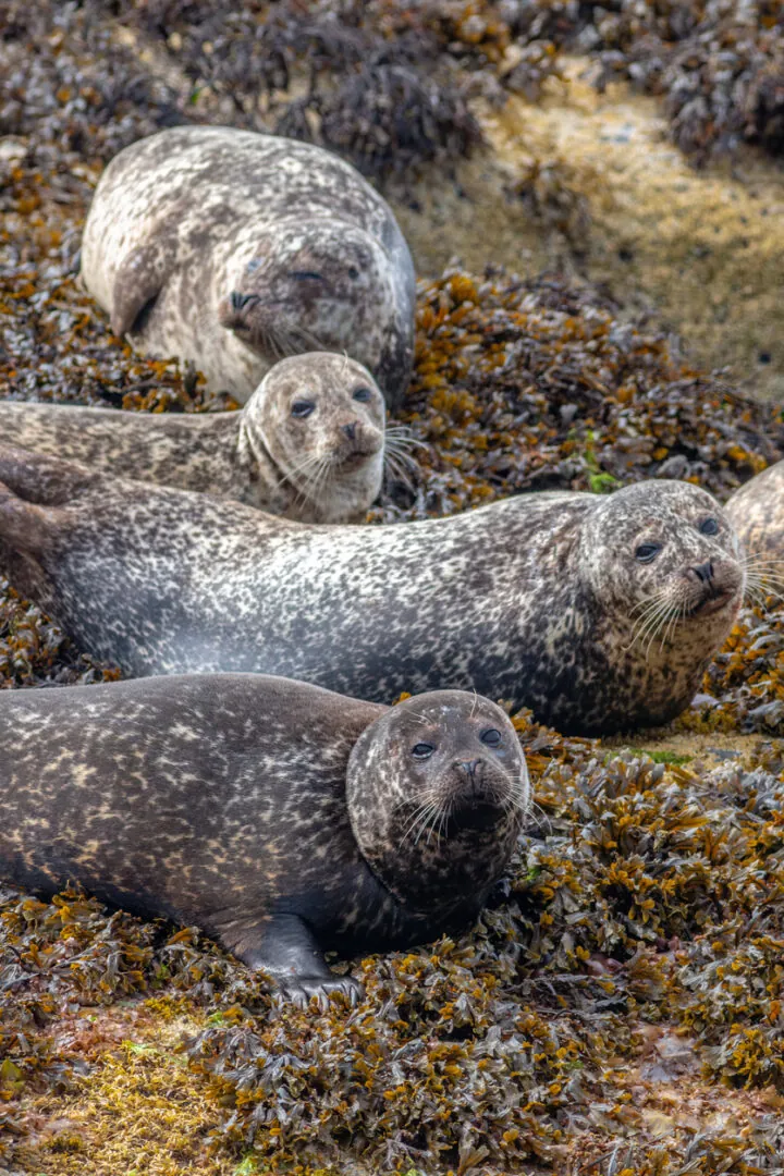 Île de Colonsay : Nature et authenticité