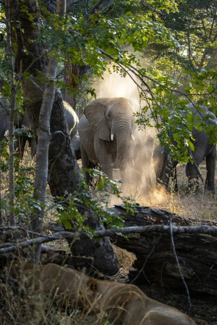 Hwange : le royaume des géants