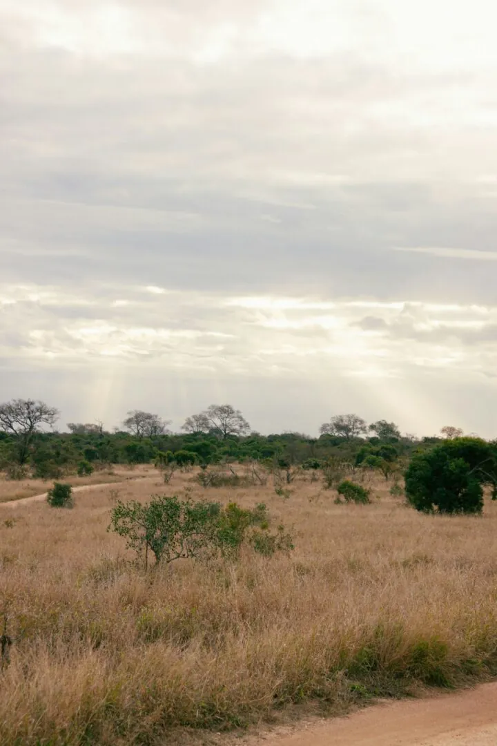 Hwange – Victoria Falls : cap sur les eaux mythiques