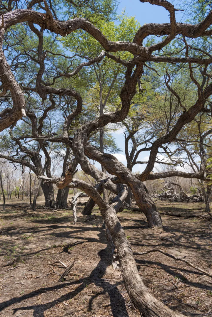 Parc National de Matopos – Parc National de Hwange : Premiers pas en terre de safari