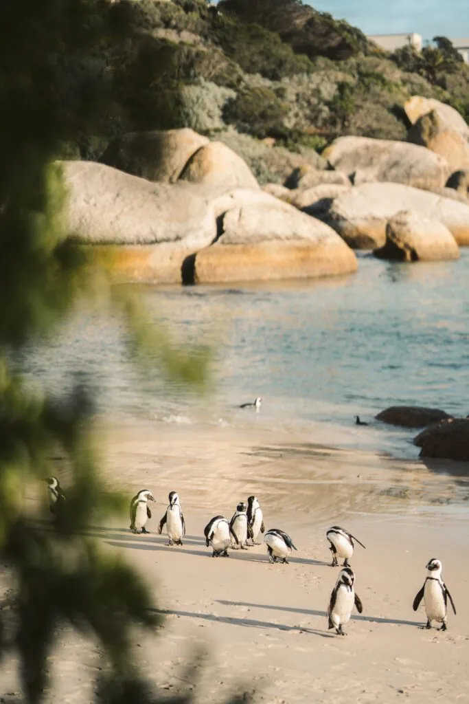 24h à Cape Town : un itinéraire confidentiel