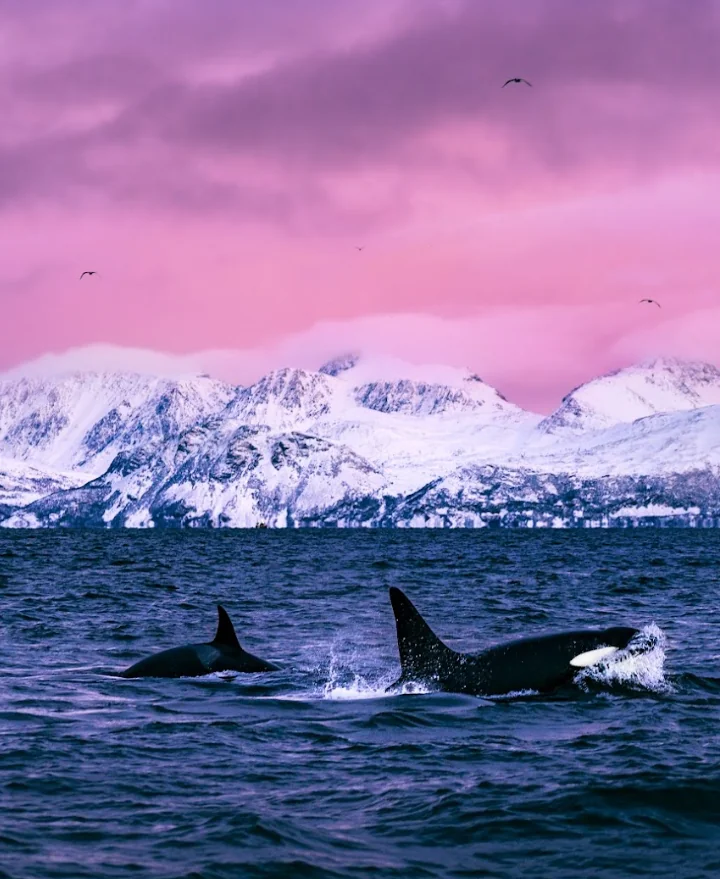 Péninsule de Lyngen : Rencontre avec les géants des mers