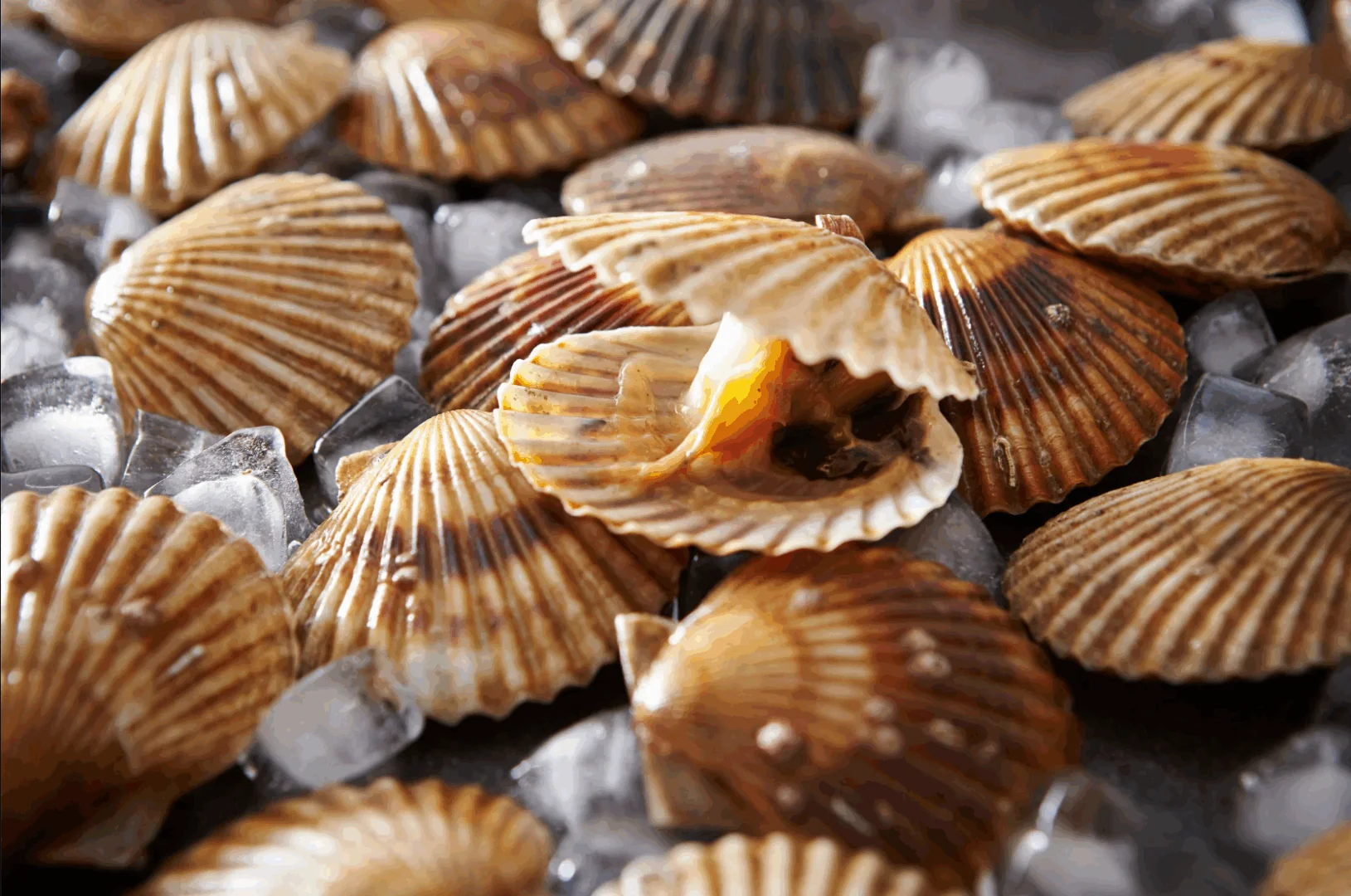 Découverte de la culture des coquilles Saint-Jacques à Paracas