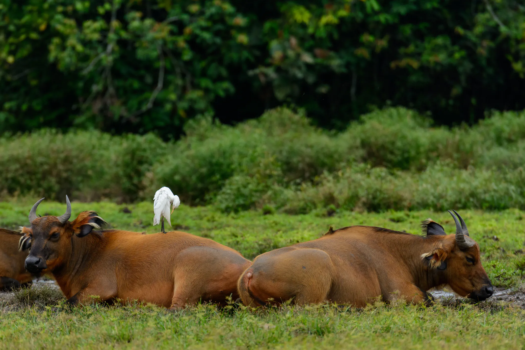 Buffle de forêt d'Afrique (Syncerus caffer nanus), pique-bœufs à bec jaune (Buphagus africanus) et héron garde-bœufs (Bubulcus ibis) dans le baï de Lango, au cœur du parc national d'Odzala-Kokoua, région de la Cuvette-Ouest, en République du Congo (Congo-Brazzaville).